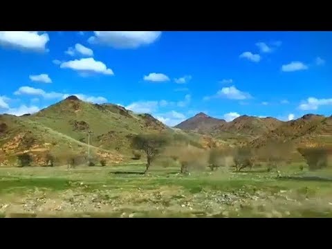 جبال المدينة المنورة تكتسي باللون الأخضر بعد الأمطار الغزيرة