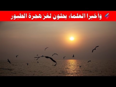 هجرة الطيور أسرار وحقائق مذهلة تدعونا للتأمل  وأخيرا العلماء يحلون لغز "هجرة الطيور