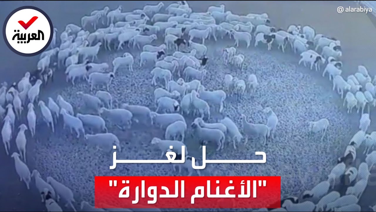 جامعة بريطانية تفسر لغز دوران "الأغنام المنغولية" لمدة 12 يوما متواصلة