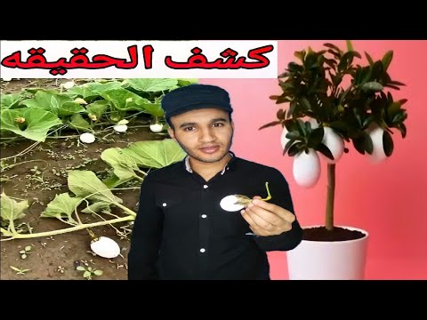 حقيقة زراعة البيض في الصين وبالدليل من دولة الصين والهند