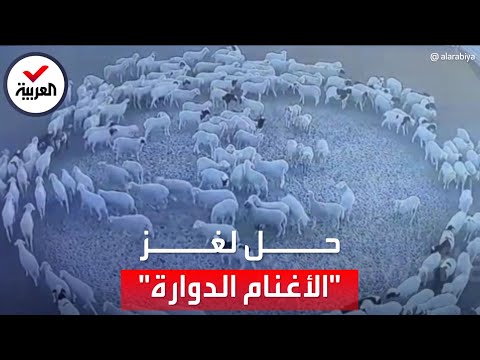 جامعة بريطانية تفسر لغز دوران "الأغنام المنغولية" لمدة 12 يوما متواصلة