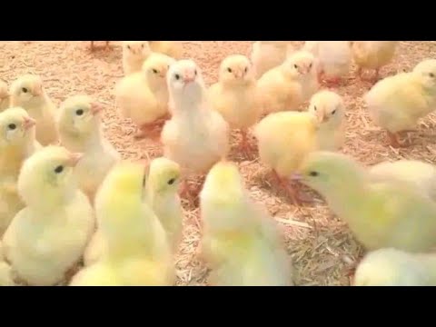 (1) يوم عمر الكتاكيت الطريقة الصحيحة استقبال وتحويل الكتاكيت فى الصيف بدون تعب وازى تعرف الفرز الاول