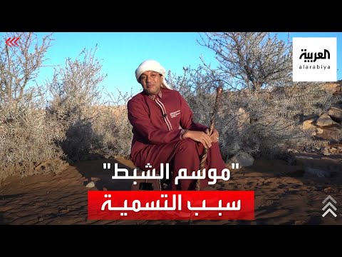 تقويم | سبب تسمية موسم "الشبط" بهذا الاسم ؟