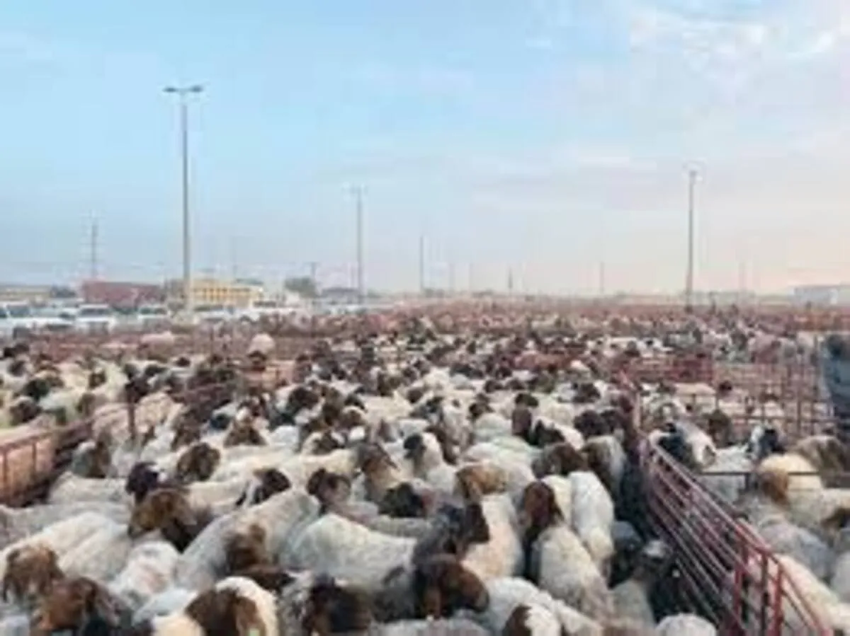ارتفاع غير مسبق فى أسعار الأغنام بسوق حفر الباطن
