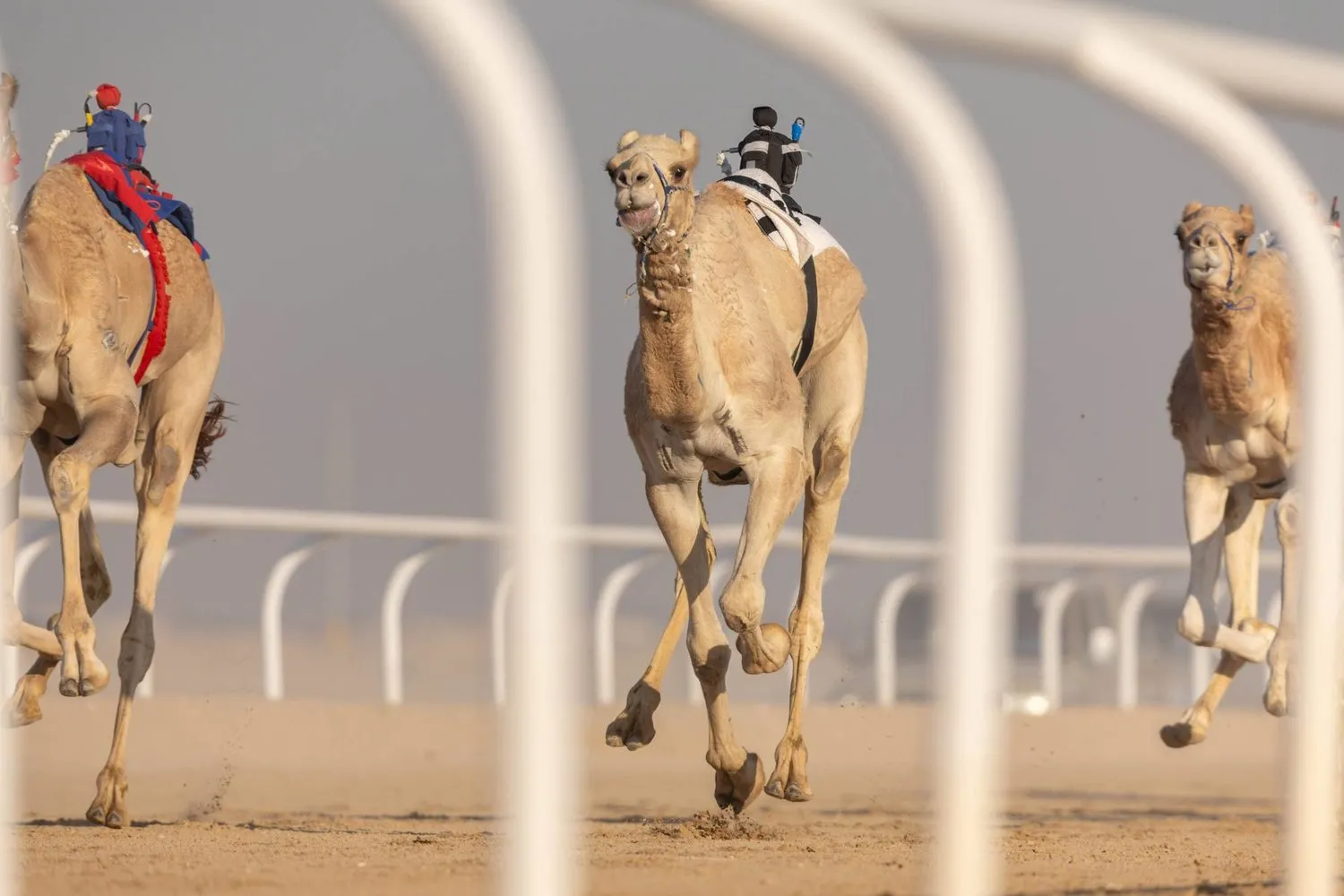 الاتحاد يعلن موعد إغلاق باب التسجيل في مهرجان خادم الحرمين للهجن