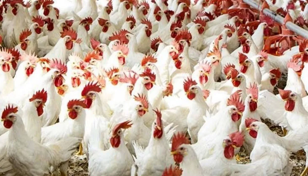 ما هي أسعار الدواجن اليوم في مصر ؟ بورصة الدواجن تعلن