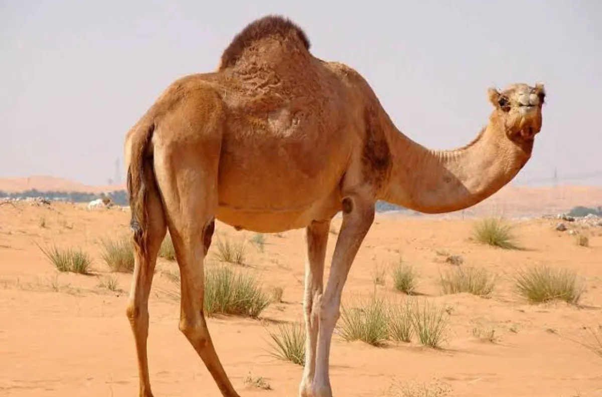 الإرشاد الزراعي يوجه نصائح هامة لمربي الإبل لزيادة خصوبة النوق