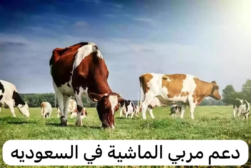 ما هي آلية الاستعلام على دعم مربي المواشي وأهم الشروط المطلوبة؟ وزارة البيئة والزراعة تُجيب