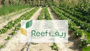 وزارة الزراعة السعودية توضح شروط دعم ريف ورابط التسجيل في البرنامج