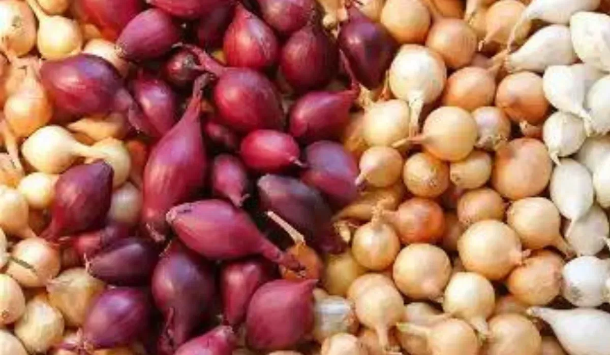 ما هو السبب الحقيقي وراء ارتفاع سعر البصل في السعودية؟