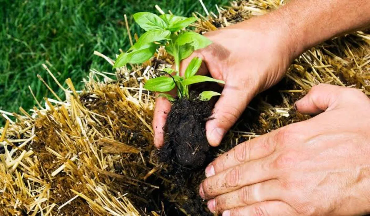 باحث الطقس الحصيني يكشف عن مواعيد أيام بذرة الست وأهم مزاياها