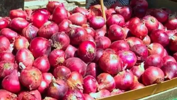 سعر البصل اليوم في السعودية وارتفاع صادم للمواطنين بنسبة 65% في الأسواق
