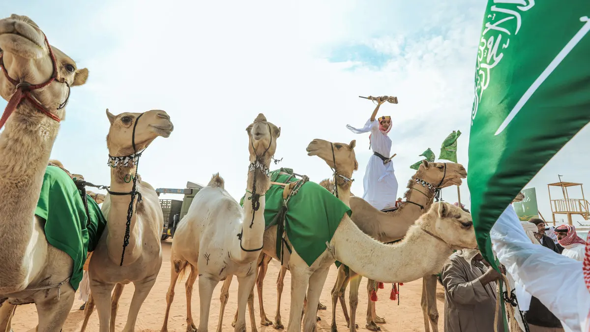 وزارة البيئة السعودية تكشف موعد نهاية مدة تسجيل وترقيم الإبل