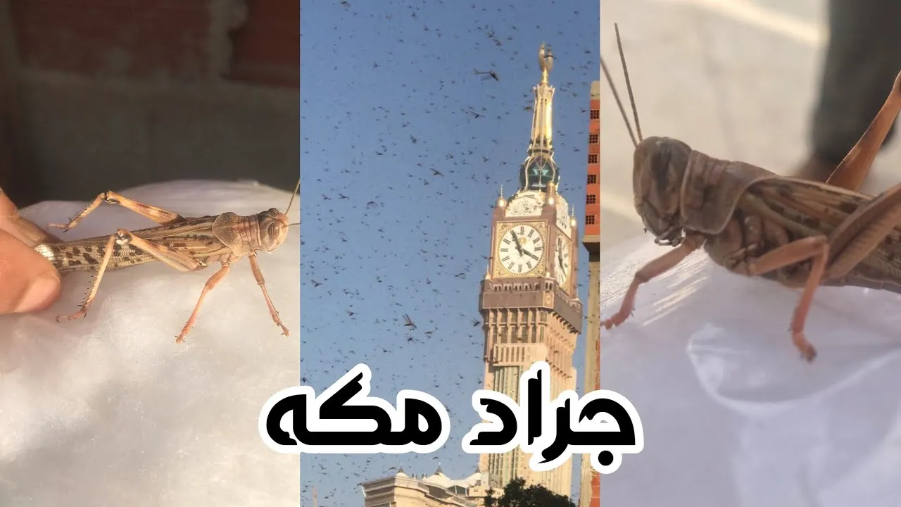 الجراد الصحراوي يجتاح محافظات مكة لمدة 40 يوماً .. ووقاء يوضح طرق المقاومة