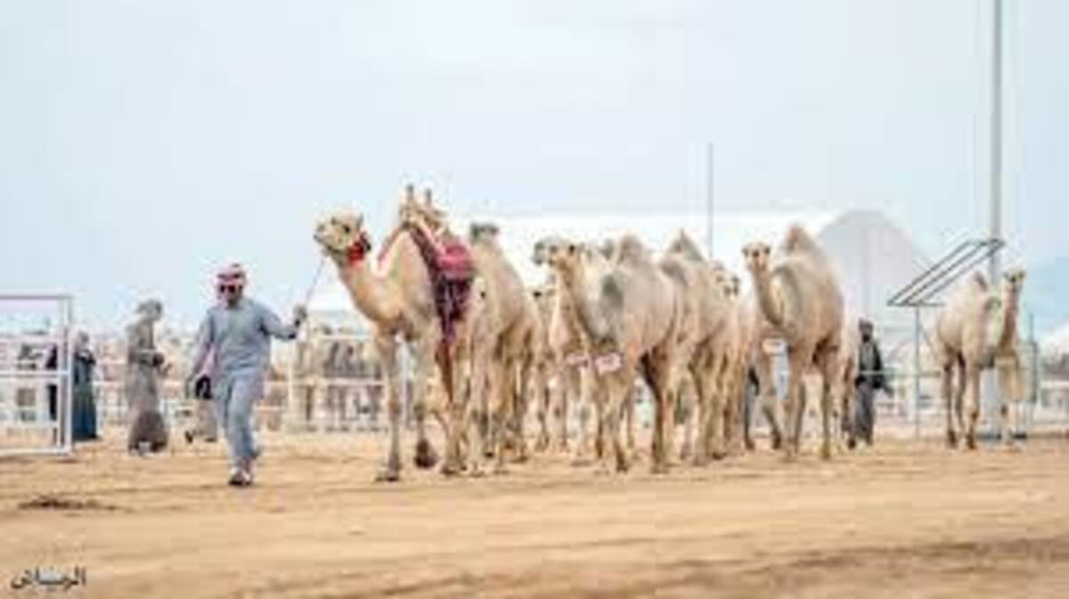 استكمال الاستعدادات لانطلاق جادة الطائف للابل 2024 والآثار المترتبة عليه