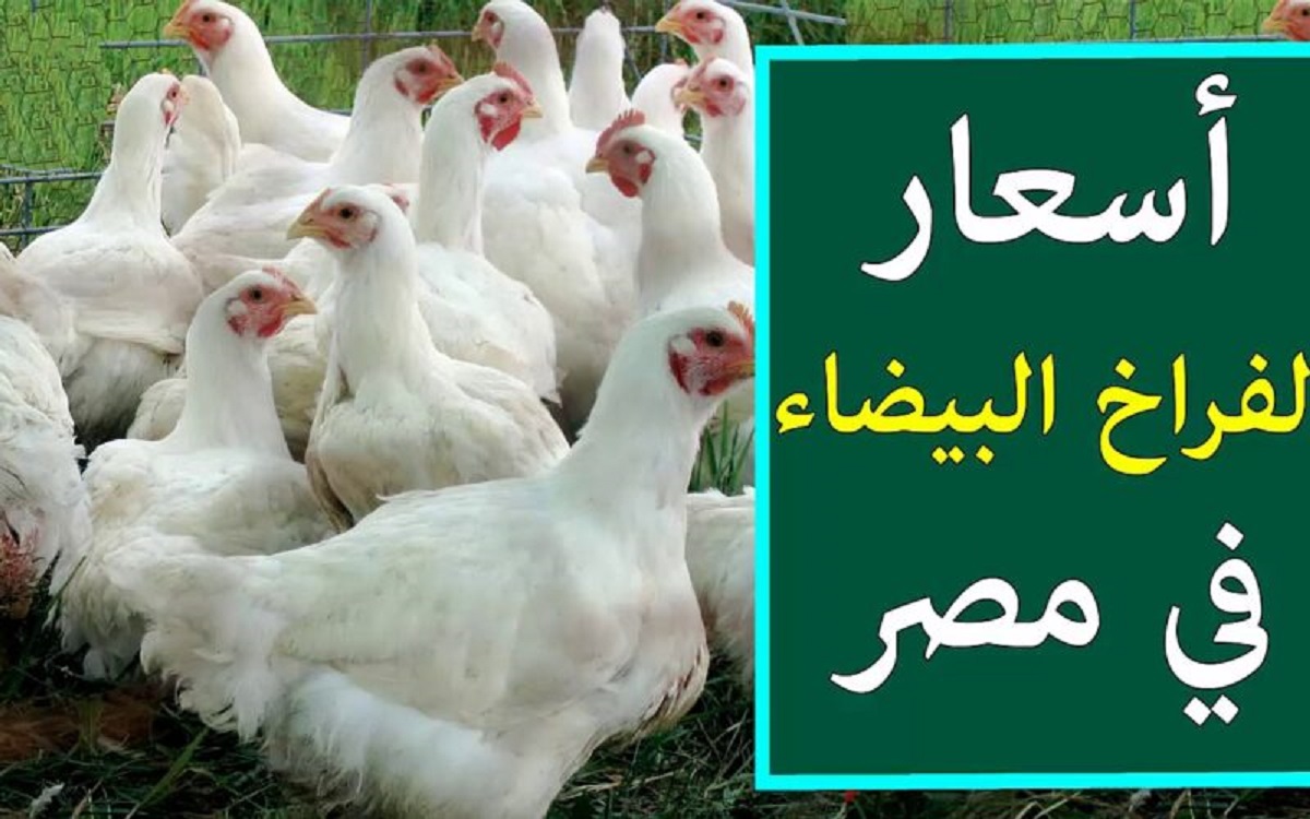 أسعار بورصة الدواجن اليوم للفراخ البيضاء الثلاثاء 26 مارس 2024