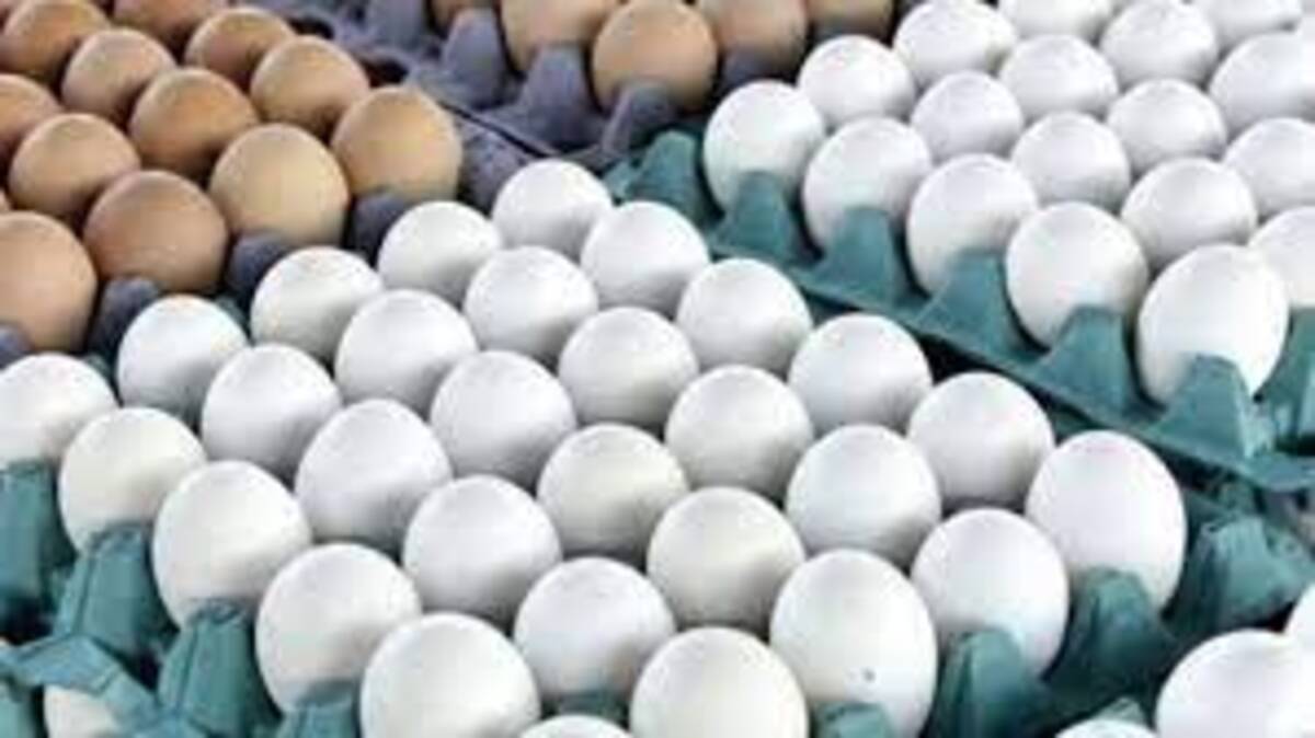 انخفاض سعر طبق البيض فى الأسواق إلى 18.9 ريال