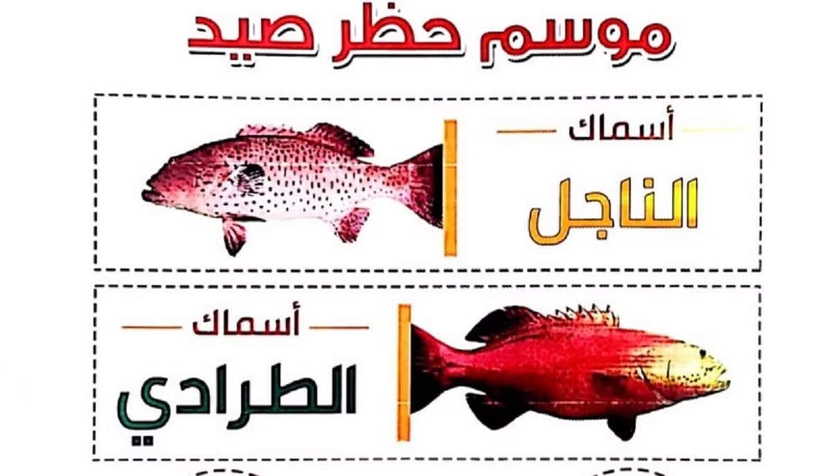 وزارة البيئة تعلن حظر صيد أسماك الناجل و الطرادي على ساحل البحر الأحمر لهذه الأسباب