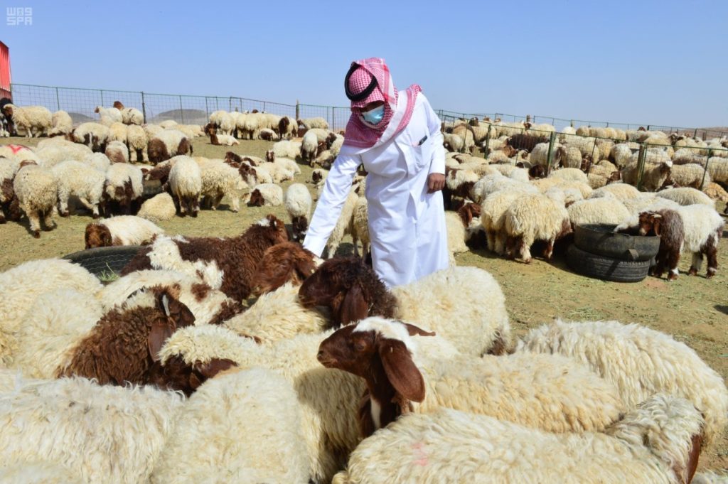 إقبال كبير على شراء الأغنام قبل شهر رمضان والأسعار تصل 2000 ريال لبعض الأنواع