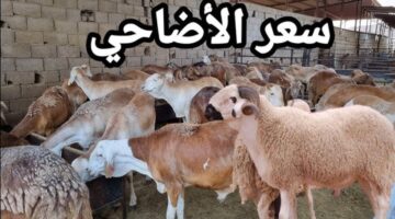 كم أسعار الأضاحي في السعودية 2024 وكذلك سعر الهدي في الحج 1445؟