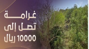 كم قيمة غرامة مخالفة استزراع النباتات الغازية 2024 في السعودية؟ .. مركز الغطاء النباتي يوضح