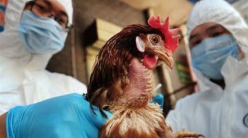 حقيقة وجود حالات انفلونزا الطيور بين المواطنين في مصر وإرتباطه بلبن البقر
