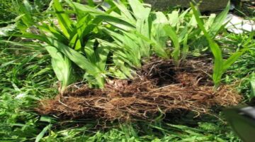 المركز الوطني لتنمية الغطاء النباتي يحذر من مخالفة استزراع النباتات الغازية وغرامة 10 آلاف ريال