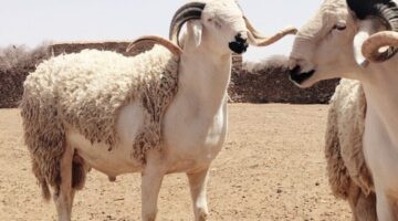 مع اقتراب عيد الأضحى.. سعر الخروف اليوم في مصر لشراء الأضاحي من الأسواق ووزارة الزراعة