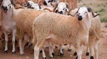 وزارة الاوقاف تعلن عن أسعار صك الاضحية بمناسبة عيد الأضحي المبارك