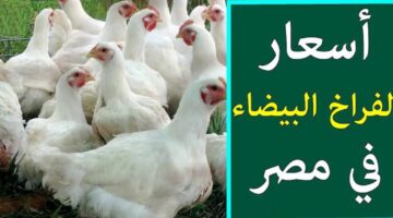 بورصة الدواجن اليوم .. استقرار سعر كيلو الفراخ البيضاء 14 مايو وسعر التنفيذ للمستهلك