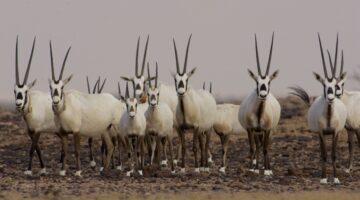 ما هي عقوبة صيد المها العربي؟ الأمن البيئي يوضح قيمة الغرامة