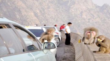 المركز الوطني لتنمية الحياة الفطرية يعلن عن عقوبة اطعام قرود البابون