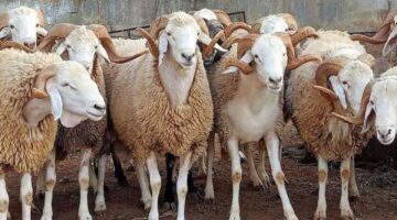 ارتفاع أسعار الاضاحي في السعودية وسكان الحدود يلجأون للشراء من الأردن 1445هـ