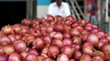 كم اسعار البصل اليوم السبت 1 يونيو 2024 في سوق العبور خلال التعاملات اليومية؟
