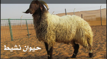منها أن تكون مرفوعة الرأس.. أهم الاشتراطات عند شراء الأضاحي في المملكة