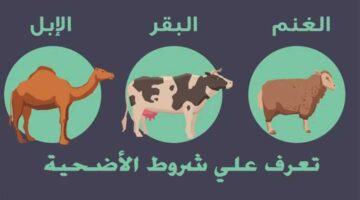 مفتي المملكة يعلن عن شروط الأضحية واربع عيوب يجب تجنبها عند شراؤها