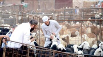 عاجل ورسميًا .. أمانة الطائف تُطلق تصريح الذبح للمطاعم والمطابخ خلال فترة عيد الأضحى 1445 عبر منصة بلدي