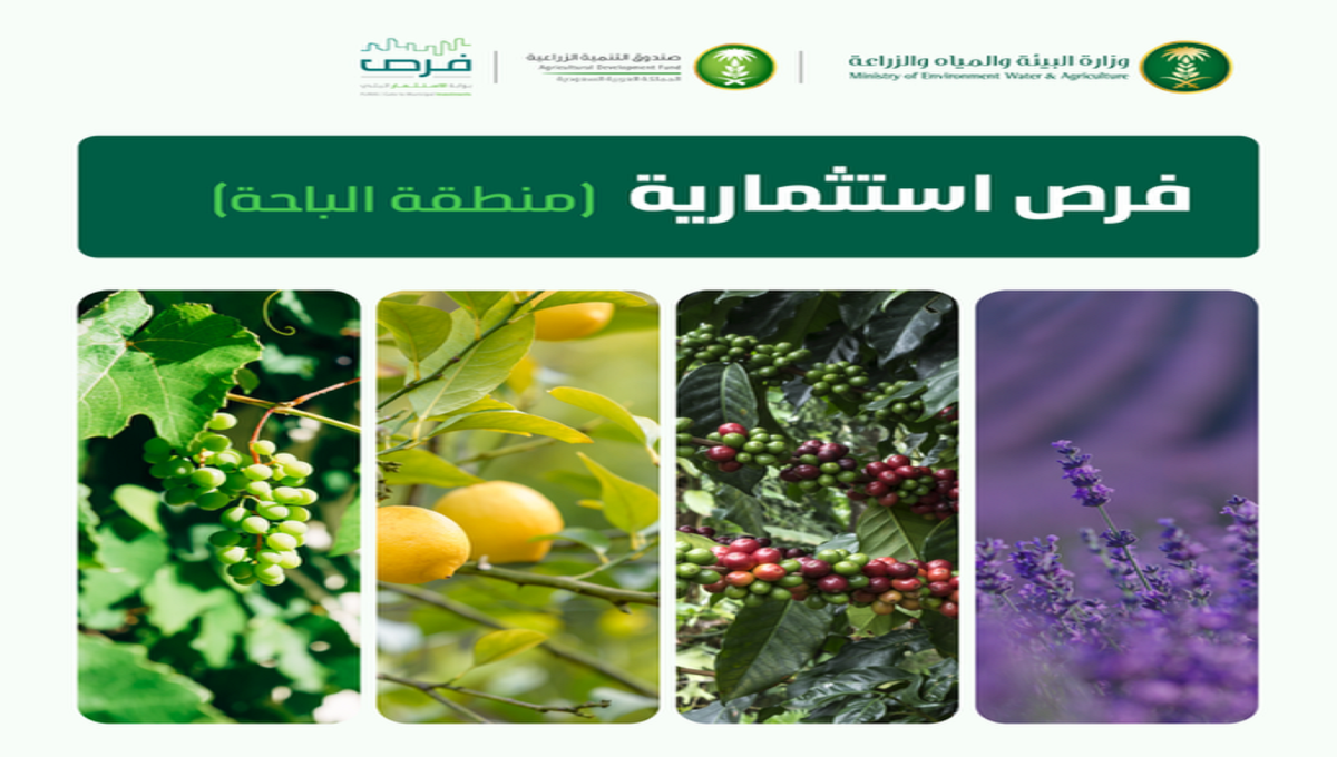 عبر منصة فرص.. وزارة البيئة والزراعة تطرح فرص استثمارية لمشاريع زراعية في منطقة الباحة