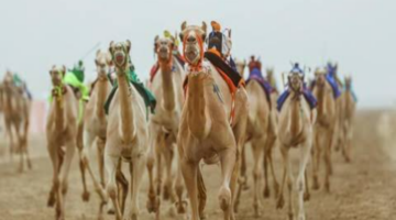 “بدءً من اليوم السبت”.. موعد التسجيل في مهرجان ولي العهد للهجن المرحلة النهائية