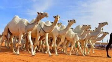أطلاق اول دبلوم جامعي فى تربيه ورعايه الابل لمحبي الإبل