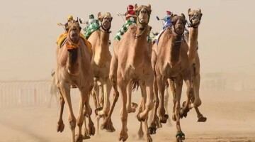 جوائز تصل إلي 56 مليون ريال تفاصيل مهرجان ولي العهد للهجن 2024