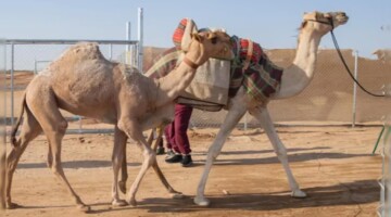 جادة الإبل الطائف .. تجربة تراثية واقتصادية فريدة تعزز رؤية 2030