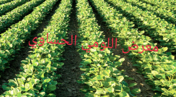 انطلاق فعاليات معرض اللومي الحساوي اليوم برعاية محافظ الأحساء