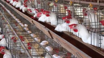 بورصة الدواجن اليوم اسعار الفراخ البيضاء الجمعة 20 سبتمبر 2024