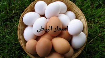 ما هي أسعار البيض اليوم وسبب إرتفاع السعر المبالغ؟ جهاز حماية المنافسة يوضح