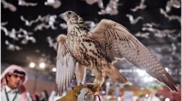 متى يفتتح معرض الصقور والصيد السعودي؟ تعرف على أجرأ تجربة ممتعة في الرياض