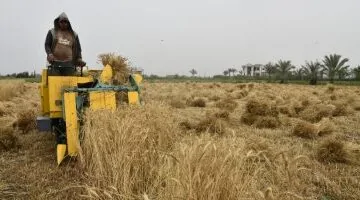 فرحة الفلاحين بحصاد القمح جنوب بورسعيد.. شاهد الاحتفال بالزغاريد!