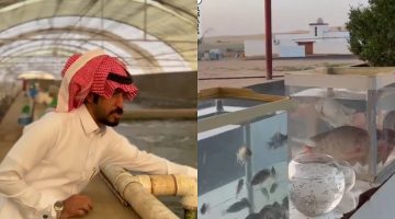 سمكة حائل الذهبية ترفع المنطقة إلى مصاف مراكز تصدير الأسماك العالمية – شاهد الفيديو