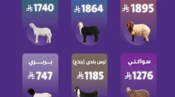 تعرف على أسعار الأغنام والماعز في السعودية قبل عيد الأضحى.. تقرير حصري من صحيفة المرصد
