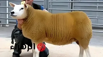 خروف بـ2 مليون ريال يثير جدلاً في الخليج.. أغلى من ثلاث قصور وأربع سيارات، والسبب مذهل!